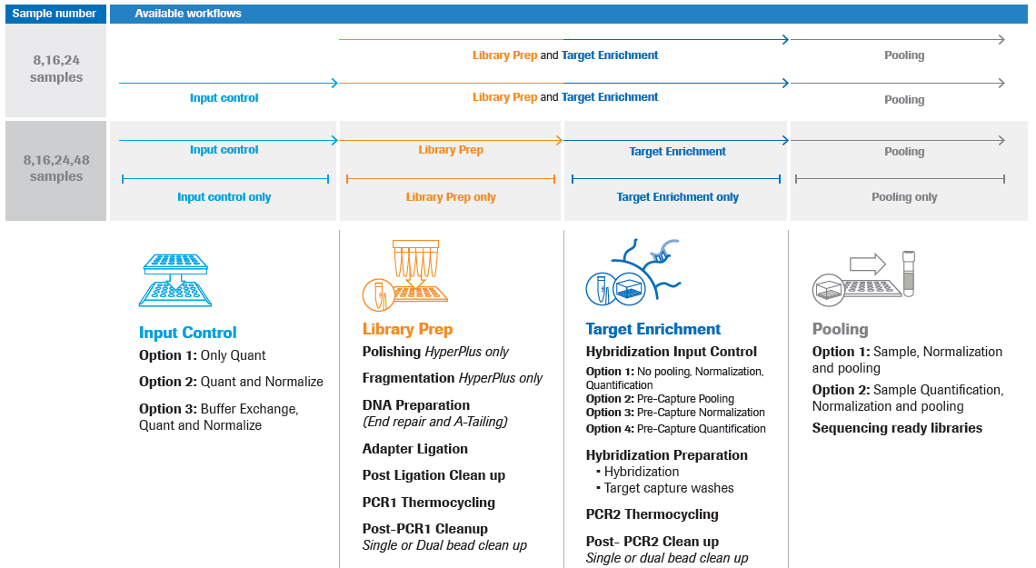 Diagram of AVENIO Edge DNA Hybridization User-defined Workflow (UDW) templates.