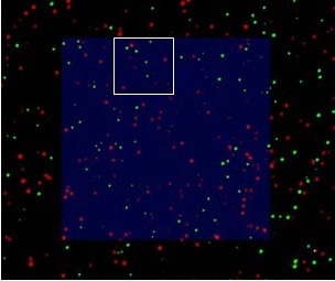 AFM in living cell experiments