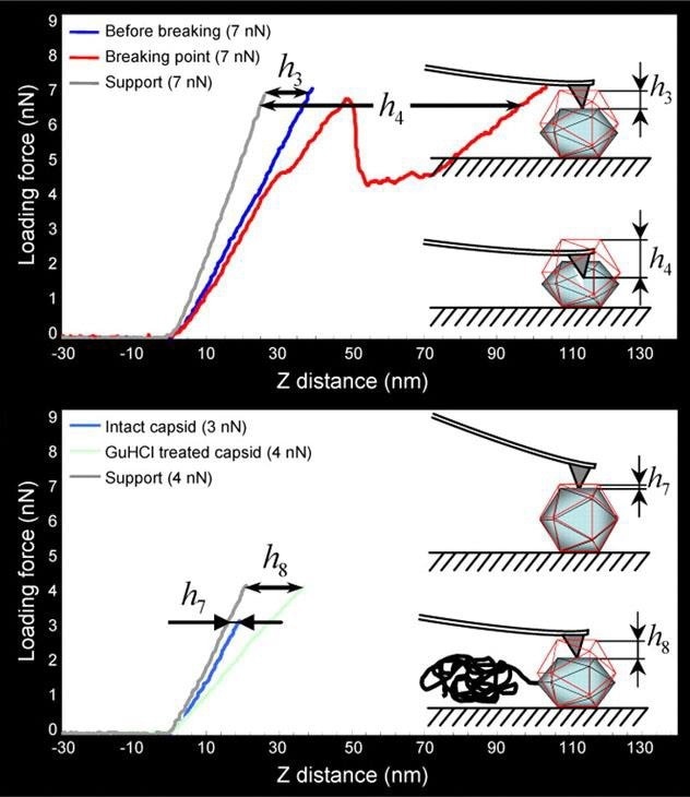 How AFM investigates Viruses