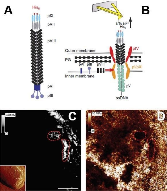 How AFM investigates Viruses