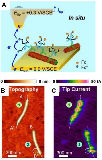 How AFM investigates Viruses
