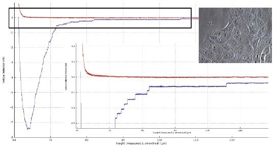 The role of molecular interactions in cell differentiation and cancer invasion