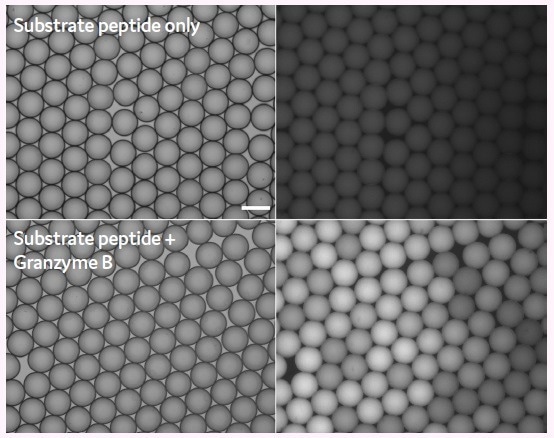 Demonstrating how to verify CAR-T cell function in microfluidic picodroplets