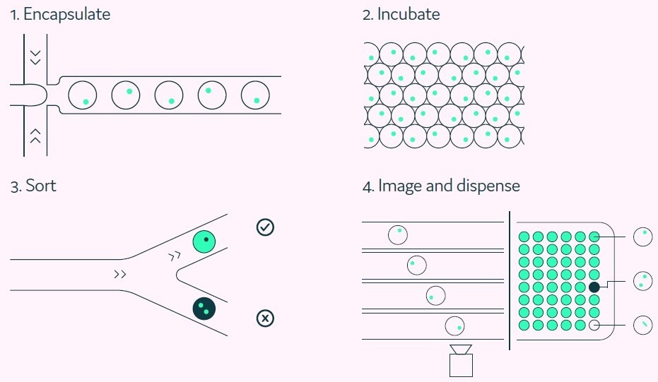 Achieving reliable single cell cloning through advanced microfluidics dispensing