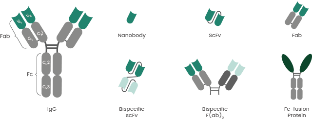 The importance of recombinant antibody production in drug discovery