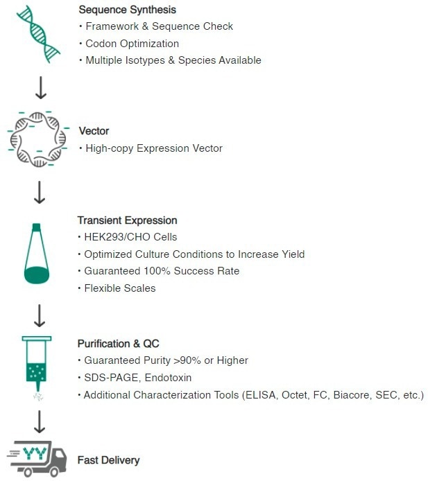 The importance of recombinant antibody production in drug discovery