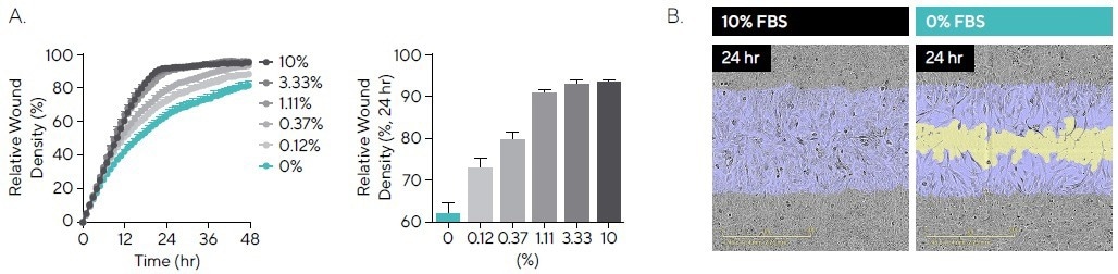 Quantifying cell migration in real-time