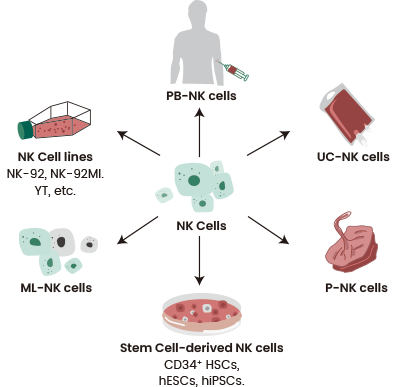 Various sources of NK cells.