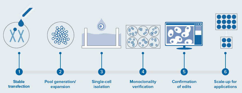 Automating CRISPR-based cell line development
