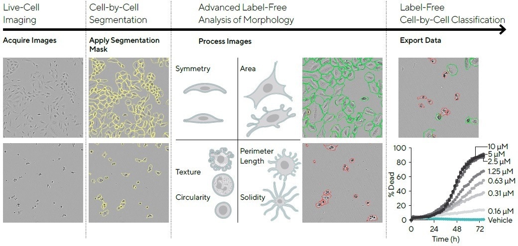 Cell morphology subpopulation classification in a label-free method
