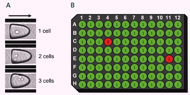Screening and isolating rare cells with assured clonality