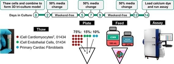 How does the FLIPR Penta System Allow for Better Resolution Calcium Oscillation Patterns in Cardiomyocytes?