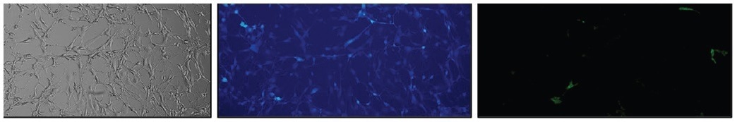 Identifying rare double positive clones