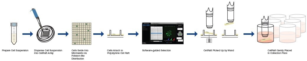 Challenges and opportunities in monoclonal cell lines