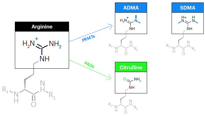 Post-translational modifications of arginine. The arginine side chain consists of a positively-charged guanidinium group at the terminus of a flexible aliphatic chain. In arginine dimethylation, PRMTs transfer two methyl groups - either asymmetrically to the same nitrogen atom (ADMA) or symmetrically onto opposite nitrogen atoms (SDMA). These modifications not only increase size and hydrophobicity but also modulate hydrogen bonding. In arginine citrullination, PADs carry out the hydrolysis of arginine’s positively-charged guanidinium group, resulting in a neutral ureido group a transformation referred to as deimination. This transformation results in a negligible mass increase of 0.9840 Da, though the loss of positive charge can dramatically alter protein conformation and function.