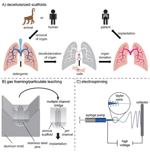 A) Decellularization of tissues and subsequently recellularization for the production of vascularized tissue engineering constructs for potential implantation. B) Production of multiple channel spinal cord bridges using a gas foaming/particulate leaching technique. C) Electrospinning of nano- and micrometer sized fibers for implantable scaffolds.