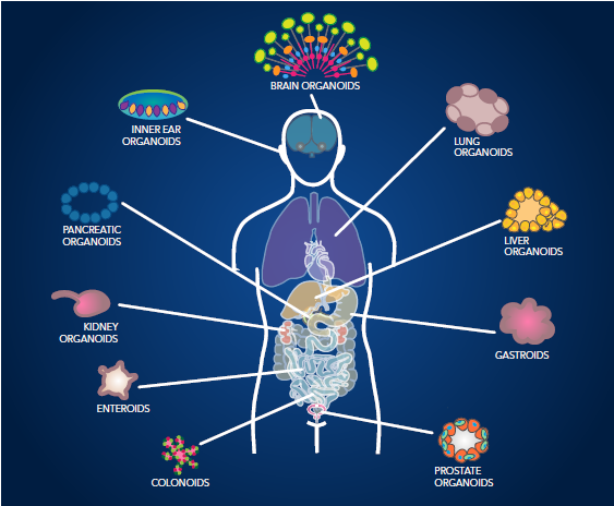Enhancing organoid culture optimization