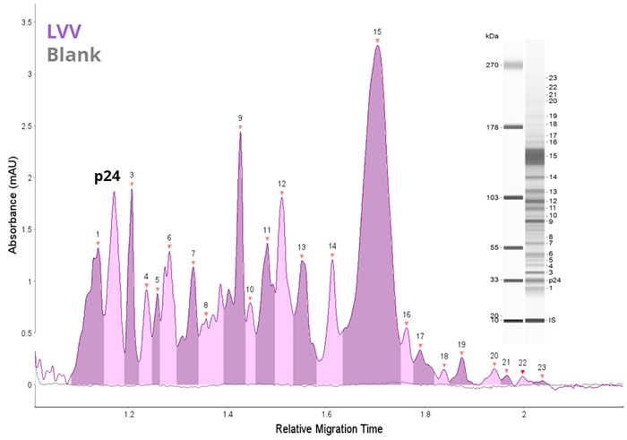 Analysis of LVV by CE-SDS and icIEF. LVV (1 x 109 TU/mL) was analyzed as described in the methods and compared to a blank by (A) CE-SDS Plus and (B) icIEF. Both methods offer rapid and unique fingerprints of the LVV capsid proteins.