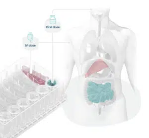 Organ-on-a-chips mimic organ phenotypes, enabling scientists to recreate human-relevant drug dosing and associated toxicity