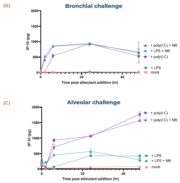 Addition of endothelial cells and monocytes allow mapping of disparate inflammatory responses. (A) Confocal images of the cell layers in the alveolar model, with epithelial and monocyte (Mθ) on the apical side (top) and endothelial cells on the basal side (bottom). Monocytes were stained with CellTracker™ Far Red (orange) and all cell stained with phalloidin (magenta) and DAPi (blue). Scale bar, 50 μm. (B) Bronchial cocultures with or without monocytes (Mθ) were challenged with LPS or poly(I:C) and IP-10 expression analysed using ELISA over 48 hrs. (C) Alveolar cocultures with or without monocytes (Mθ) were challenged with LPS or poly(I:C) and IP-10 expression analysed using ELISA over 48 hrs