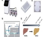 Using microphysiological systems to investigate fatty liver disease and drug-induced liver injury (DILI)