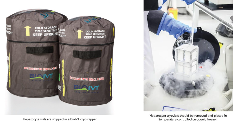 Successful hepatocyte handling: What do you need to know?