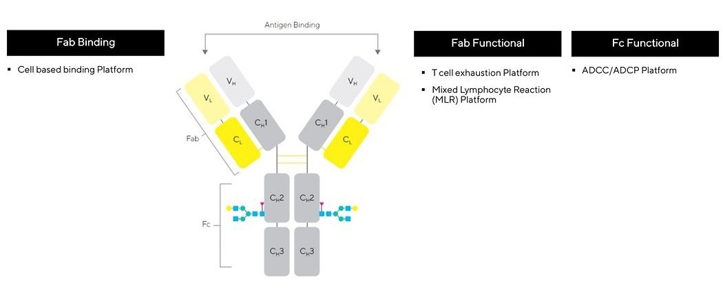 Assays within the BioOutsouce immuno-oncology toolbox that utilize the iQue® Screener.