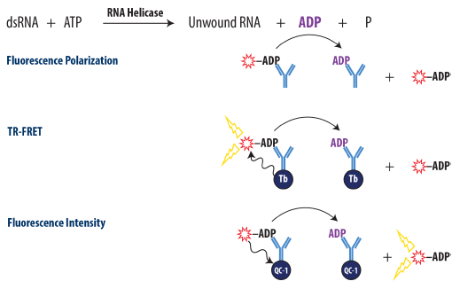 Schematic Overview of the Transcreener ADP2 FP, FI, and TR-FRET Assay. ADP produced by the target enzyme displaces a tracer from the ADP2 antibody, resulting in decreased fluorescence polarization for FP assay, decreased TR-FRET for TR-FRET assay, and increased fluorescent intensity for FI assay.