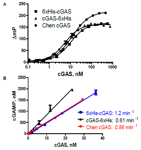 A. Detection of purified, full-length human cGAS. cGAS enzyme reactions contained 100 µM ATP and GTP, 62.5 nM 45 bp ISD DNA, 60 min reactions. N- and C-terminal His-tagged cGAS was produced at BBL; 6xHis-cGAS was also generously supplied by Z. Chen (UTSW Medical Center). B. Linear response: Polarization data from A. was converted to cGAMP using a standard curve