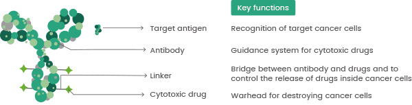 Basic components of The ADC include antibody, linker, and cytotoxic drug. Antibody targets binding, payload destroys cancer cells, and linker controls drug release. DOI:10.1016/j.biopha.2023.114408
