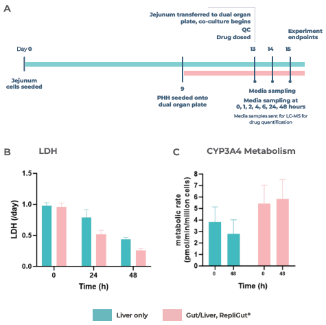 Liver and gut functionality markers are maintained throughout the primary cell Gut/Liver co-culture