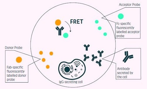 Positive events readout using the Cyto- Mine® picodropletbased FRET IgG secretion assay. This model shows the standard assay to screen for IgG secreting cells. A customized pair of IgG-specific fluorescent probes are trapped within each picodroplet during encapsulation. IgG secreted from the encapsulated cell is recognized by the detection probe pair forming a 3-body FRET complex that induces a shift in fluorescent signal.