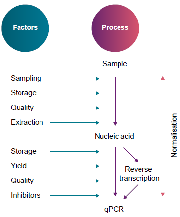 Twelve factors that can affect a qPCR assay