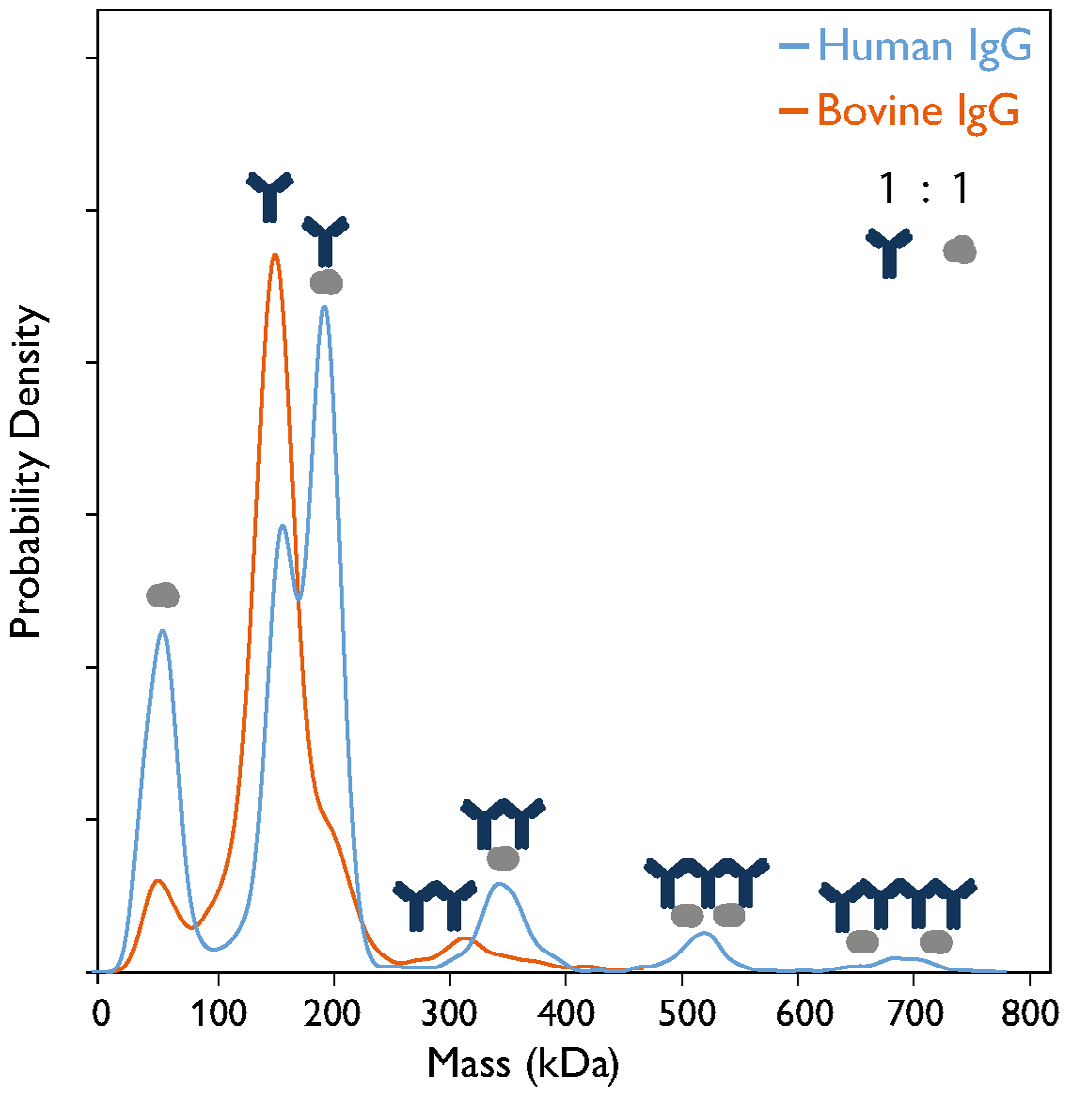 Mass photometry reveals differences in complex formation between protein A and IgG antibodies of differing origin