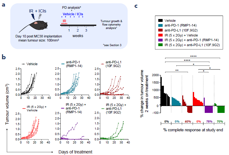 Combinations of fractionated IR with ICIs have improved efficacy compared with the monotherapies. (a) Study schematic, (b) individual animal tumour volume over time, (c) percent change in tumour volume 2 weeks on treatment. n = 10 per group, *p<0.05, **p<0.01, ****p<0.0001 as determined by Kruskal-Wallis with Dunn’s multiple comparisons test.