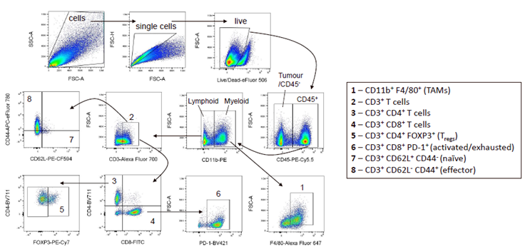 Flow cytometry gating strategy on MC38 tumours
