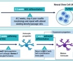 In vitro Alzheimer's Disease Modelling Using Multi-line iPSC Differentiation