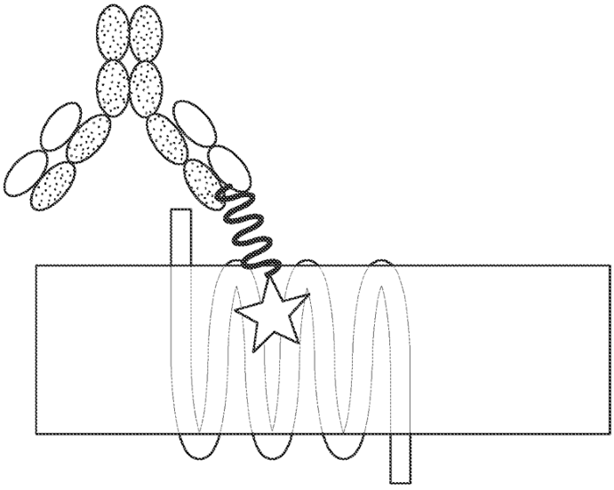 The mechanism of ATDC