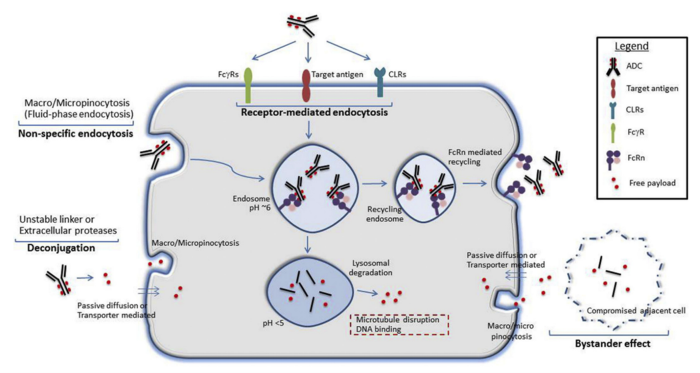 What are the safety considerations in developing ADCs?
