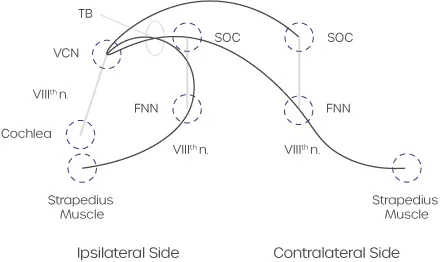 Schematic diagram of the crossed and uncrossed acoustic (straedius) reflex pathways. Abbreviations: FNN, facial nerve nucleus; SOC, superior olivary complex; TB, trapezoid body; VCN, venetral cochlear nucleus