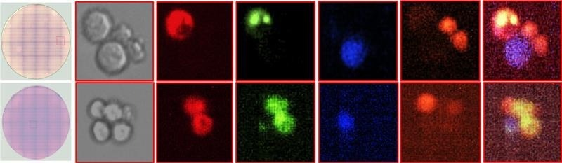 Detection and isolation of antigen-specific ASC