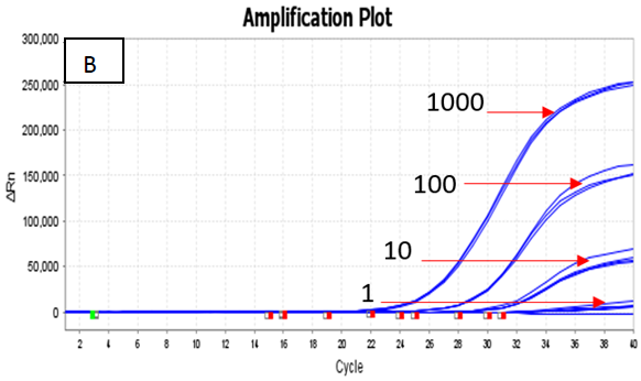Dilution series (1000 copies/μl, 100 copies/μl, 10 copies/μl and 1 copy/ μl) of A) Quantitative Genomic DNA from Mycobacterium tuberculosis strain H37Ra (ATCC 25177DQ) and B) Quantitative Genomic DNA from Mycobacterium avium subsp. paratuberculosis strain K‐10 (ATCC BAA‐968D) run on the Applied Biosystems Quant Studio 5 Real Time PCR Systems.