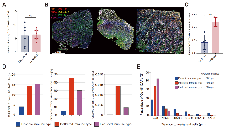Li C, Guo H, Zhai P, Yan M, Liu C, Wang X, Shi C, Li J, Tong T, Zhang Z, Ma H, Zhang J. Spatial and Single-Cell Transcriptomics Reveal a Cancer-Associated Fibroblast Subset in HNSCC That Restricts Infiltration and Antitumor Activity of CD8+ T Cells. Cancer Res., 2024