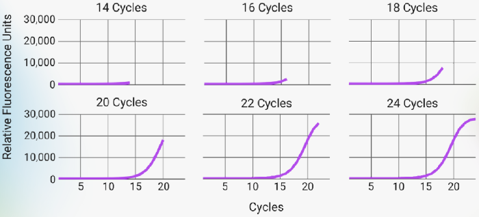 PCR amplification curves across differing cycle numbers. Plots depict where along the PCR amplification curve each condition was stopped. The conditions tested represent those from the early exponential phase (14 cycles) up the the establishment of the plateau (24 cycles) in 2 cycle increments