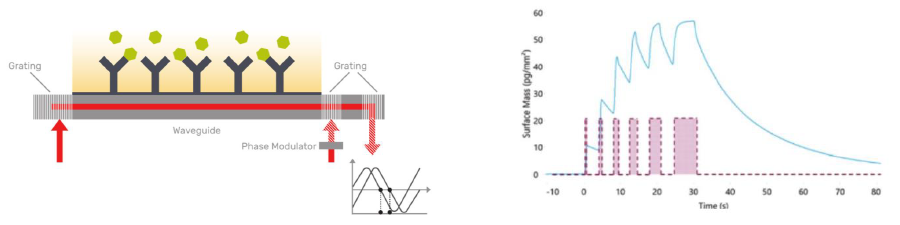 Left: Schematic representation of the GCI technology. Analyte (green) is run over a biomolecule (black) immobilised on a sensor chip (grey). Binding is measured across the sensor chip through changes in the refractive index of the evanescent field near the sensing surface (red). right: waveRAPID® pulsing technology.