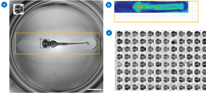 Detection of head regions in oriented zebrafish larvae using single template matching: (a) The searched image (2048 × 2048 pixels, scale bar: 1 mm) includes an inset template (188 × 194 pixels), a search region in orange (1820 × 452 pixels), and the predicted location in blue. The red cross marks the global maximum of the correlation map shown in (b); (b) Correlation map with the red cross indicating the bounding box position in (a). The grid area shows the correlation map