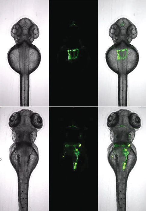 Zebrafish kidney analysis with a single dorsally oriented embryo from a 96-well plate acquired over a period of 29 hours (top: start, bottom: end). Tg(wt1b:EGFP) transgenic line.