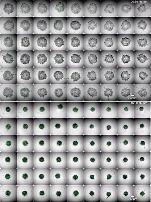 Still images from a video showing medaka blastula-derived aggregates undergoing morphological changes during the acquisition of retinal fate. Top: 00:30 hours; bottom: 16:00 hours