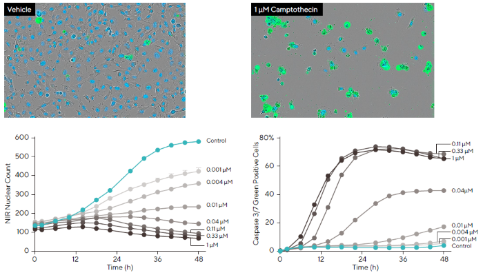 Investigation of Compound Effects Using Multiplexed Measurements of Apoptosis and Proliferation