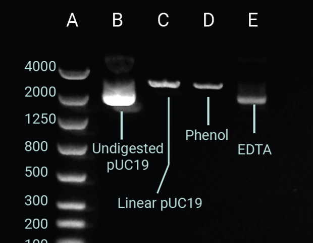 Quality control tools for molecular cloning